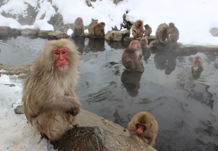 Japanse makaken weten dat warmwaterbronnen een goede manier zijn om de koude winter door te komen.